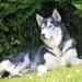 Welsh / Engelsk Springer