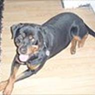 Mette Med Rotterne R