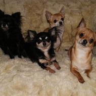 Rikke Chihuahua-Canis .