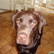 - >>>Our Loving Dog<<< -