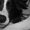 Sanne T