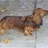 alberte (*- elsker sine hunde<3-*)  