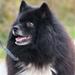 Mistet hund