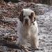Spaniel Klubben og racer