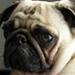 en mops mere?