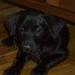 Hundeinternat Slagelse