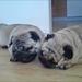 Bull mops? Fransk bull/Mops