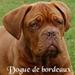 Dogue de Bordeaux - Udgifter/foder