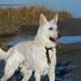 Hjælp ( min hund trækker )