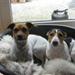 Foder til Jack Russell