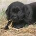 Hundefoder.