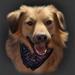 hundefoder - forhandler nordjylland (belcando)