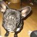 Er hunden