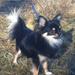 Hvordan skal hund og kat mødes første gang?