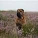 Shar pei Klubben DK