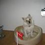 ditte j