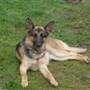Gitte D