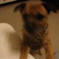 Therese elsker sin kira  <