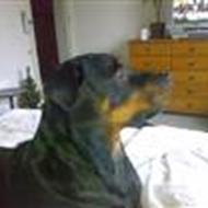 * Henriette og Bella * *