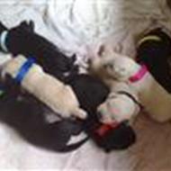 Thilde ---->>>>HAR SKØNNE HVALPE TIL SALG<<<<--- R