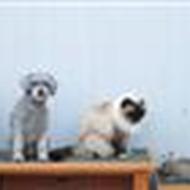 malle&cille´s hunde<33 - we love them<33 !