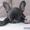 §"#Mijanne & Sumodrengen#" §
