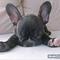 §"#Mijanne & Sumodrengen#" §