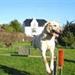 Hvilke hunde?