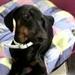 Hundenavn kennel siger N.....