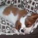 Syg hund :-( godt mod