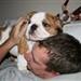 engelsk bulldog cherry eye
