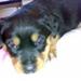 Josera hundefoder