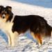 Billeder Agility DKK Roskilde