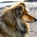 Asocial hund? (Langt)