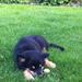 Foder til Finsk lapphund