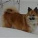 Royal Canin vs Royal Canin Expert/vetenarian?