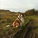 Hike hundefoder ..