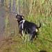 hunde træf i weekenden ??