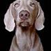 Hunde vits. ha ha