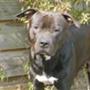 * Stolt af mine hunde uden tavler *