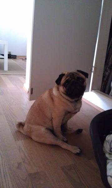 Puppia seler