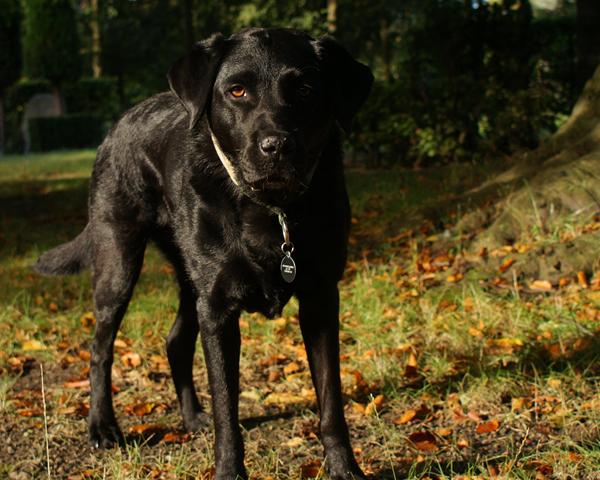 billeder i morgensol i dag