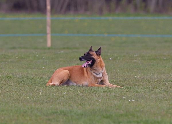 En konkurrencehund takker af ...