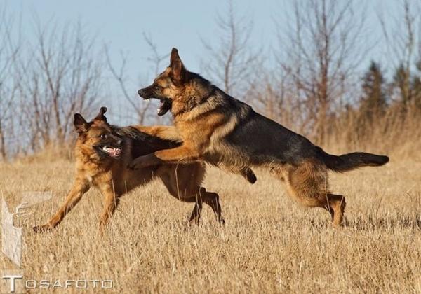 Tosafoto - fotografering Nordjylland/skørping