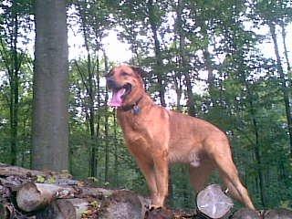 Hjælp ..ang fotoalbum