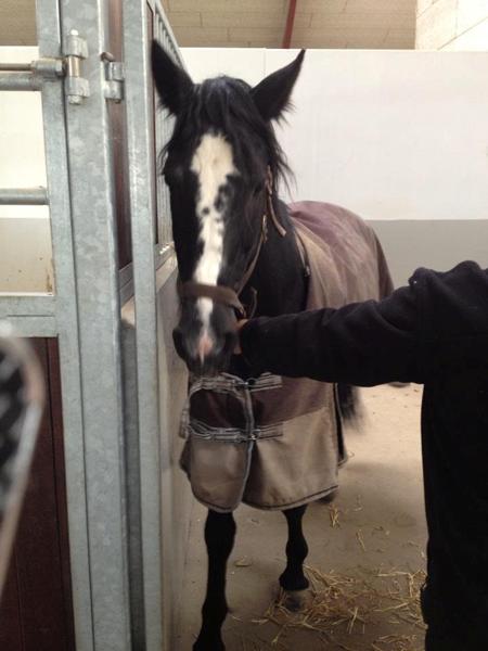 nogen heste mennesker fra stor hedding ?