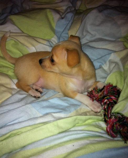 søger hvalpeven i aalborg