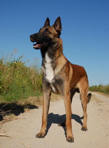 Malinois