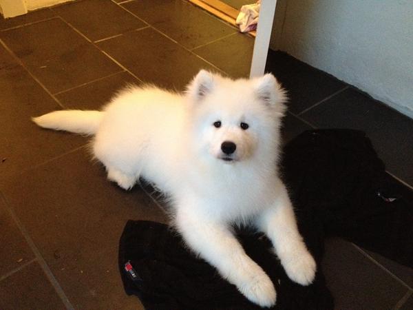 Fotografering af samojed - nordjylland?