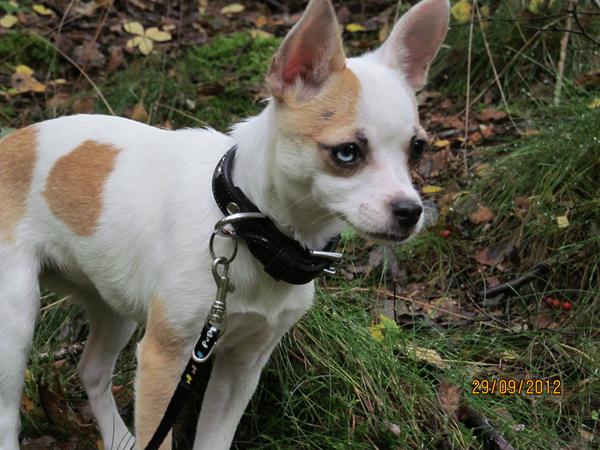 chihuahua tisser på gulvet? 